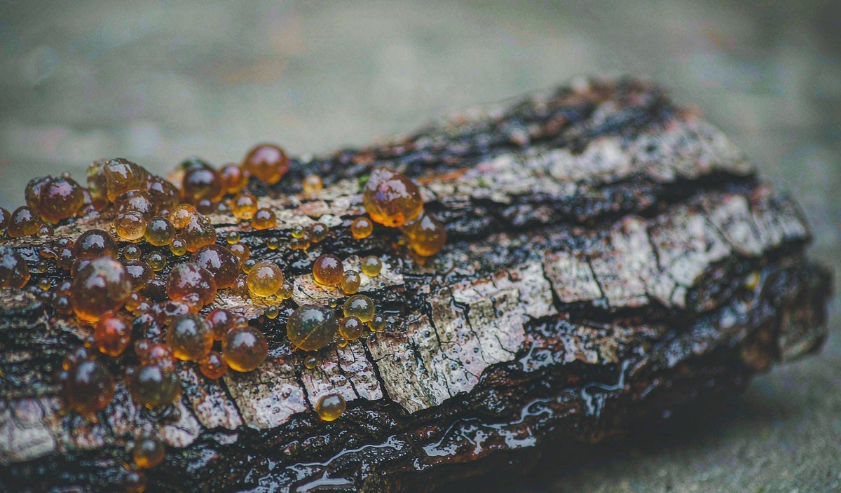 Mastic Gum Has a Long History and a Short Evidence Base
