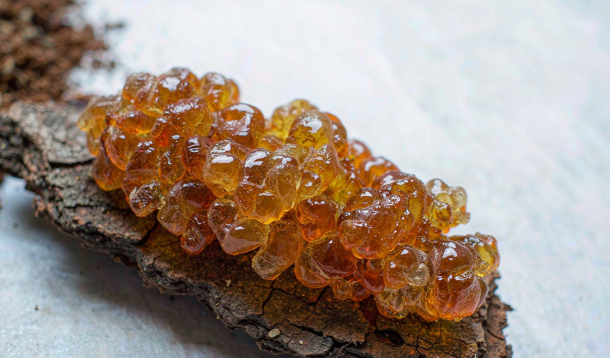Food, tolerance and mastic gum