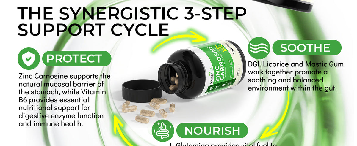 Zinc Carnosine and Mastic Gum Capsules - Stomach Lining and Gut Barrier Support - Product scene 2